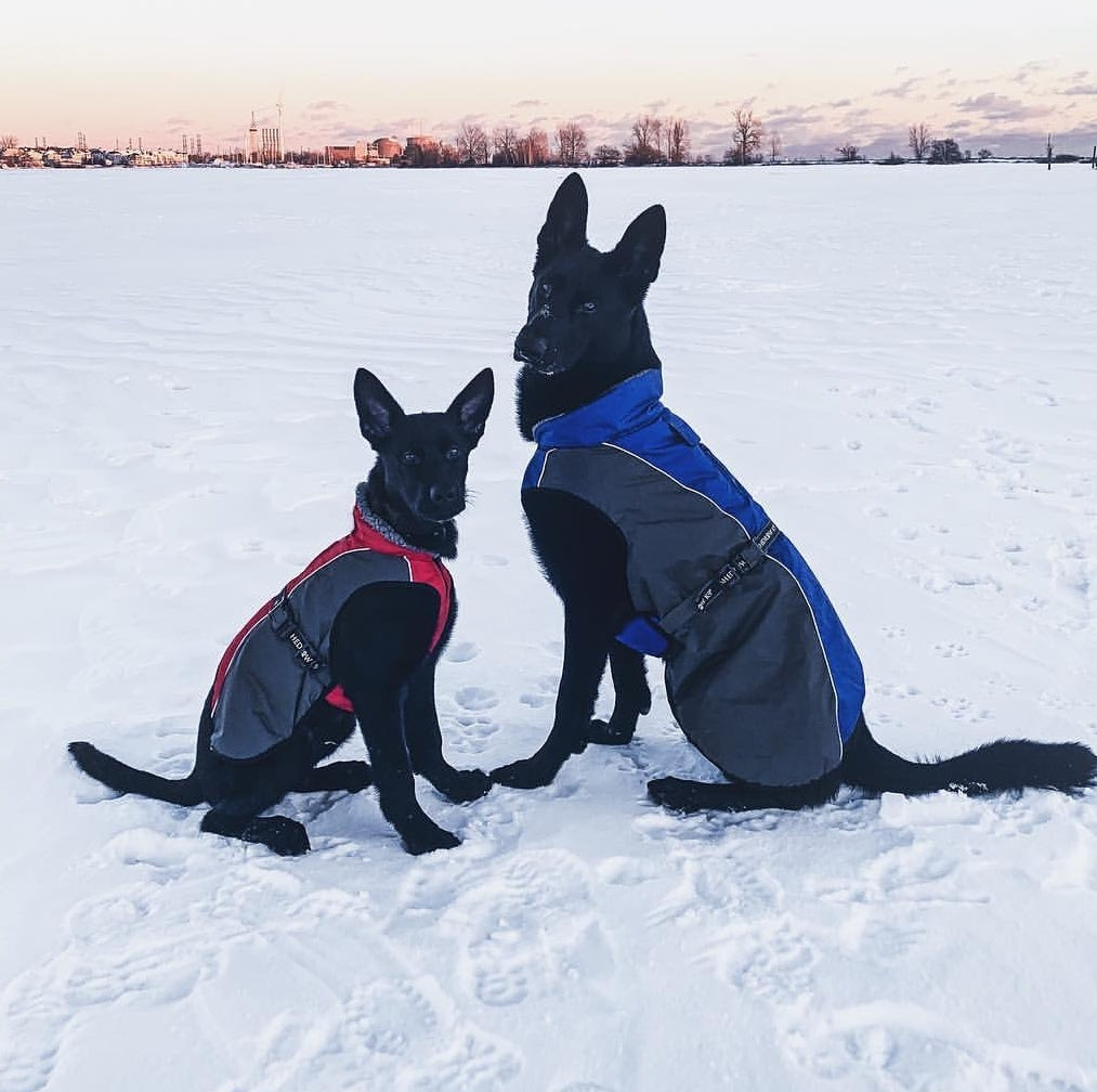 Dog accessories