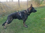 GK9 Protection Harness – Black Padded chest