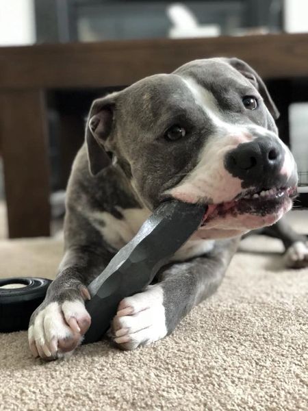 indestructibone Dog Chew Toy